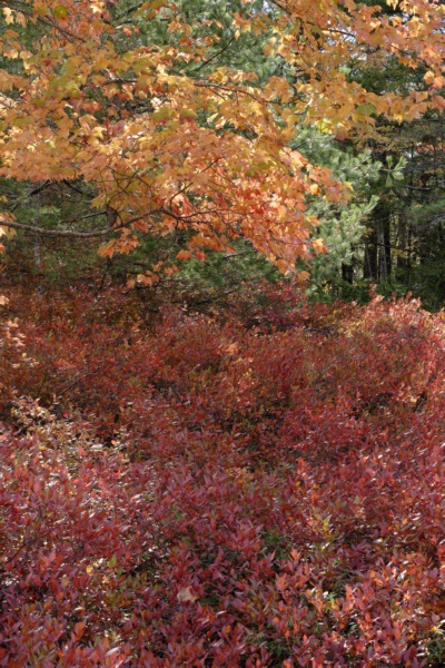Foliage.jpg