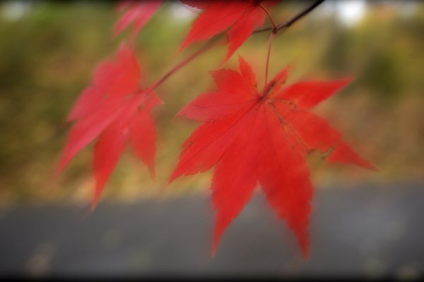 linear_blur_composite_0853.jpg