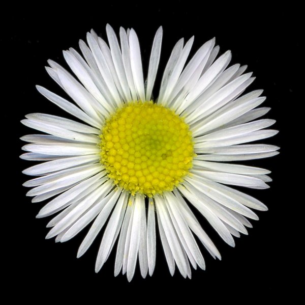 Fleabane.jpg