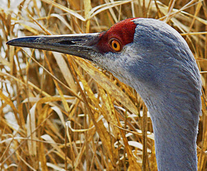IMG_0604_ClrCor_40-80saturations.jpg