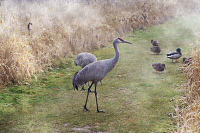Sandhill_Cranes_120206.jpg