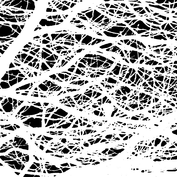 tree-mask-crop-600-px.jpg