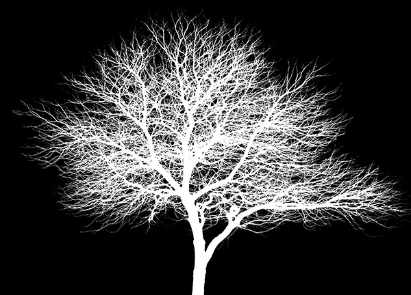 tree-mask-crop.jpg