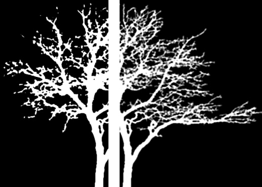 tree.jpg